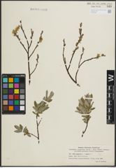 Foto von Salix lapponum L. x Salix repens L.